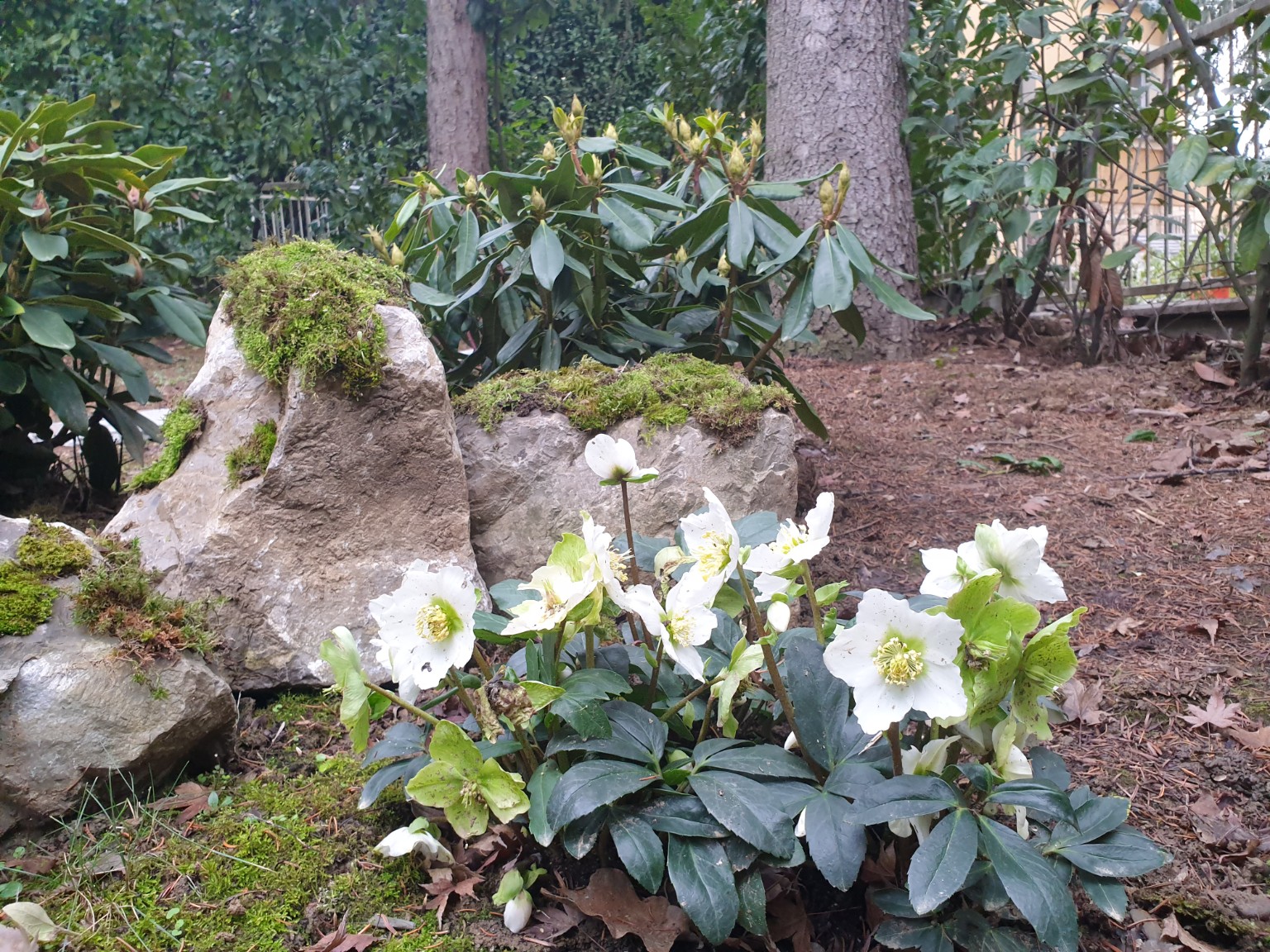 Bijeli kukurijeci uz kamen obrastao mahovinom i rododendrone.